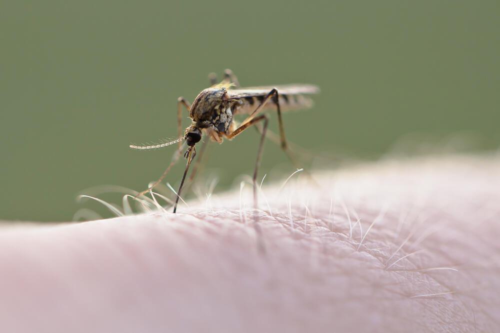Komarci koji napadaju osobe - Avaz