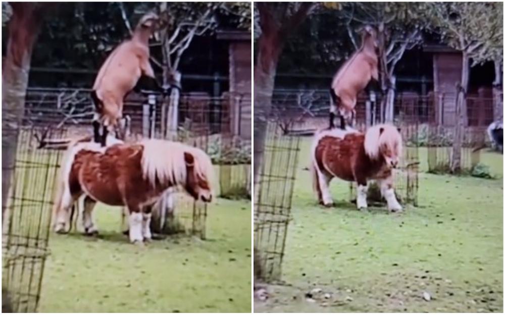 Koza nije mogla do lišća pa skočila na ponija