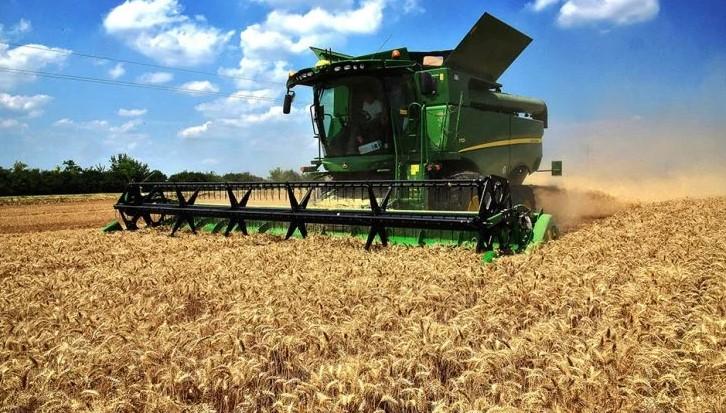 Proizvodnja kukuruza i pšenice u Srbiji sve manja