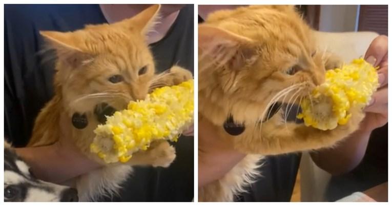 Ova maca obožava kukuruz, pogledajte kako uživa