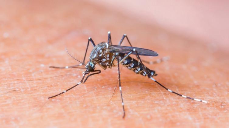Radi se o virusnom oboljenju koje se prenosi ubodom zaraženog komaraca - Avaz