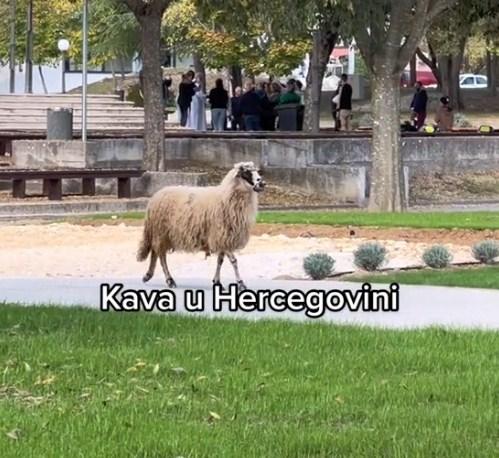 Ovca prošetala Hercegovinom ispred kafića
