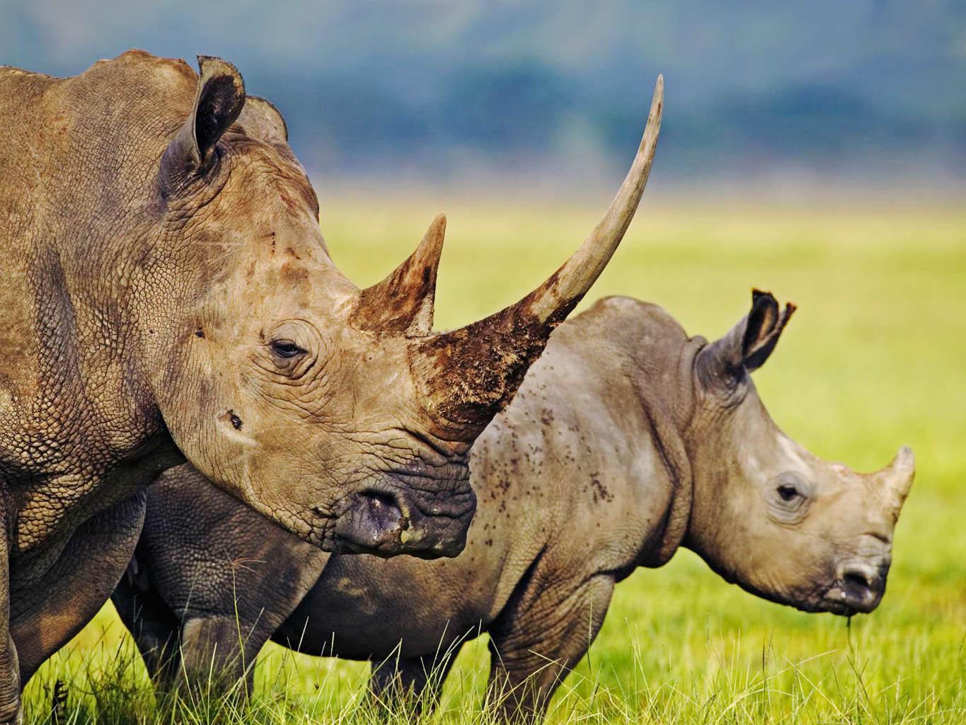 Rogovi nosoroga postali su kraći, evo i zašto?
