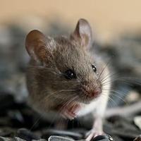 Ne možete se riješiti miševa: Evo koji ih mirisi mogu udaljiti od vaše kuće