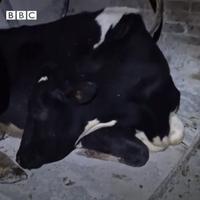 Krava koja glumi da spava: Svjetska atrakcija po imenu Doris