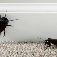 Ovom navikom privlačite žohare u svoj dom