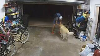 Video / Reakcija psa kada je ugledao lopova nešto je najslađe što ćete vidjeti