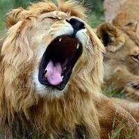 Je li ovo najstrašniji zvuk u prirodi: Šta životinjama ledi krv u žilama više od rike lavova i pucnjeva