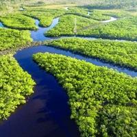 Globalno zagrijavanje primarni uzrok suše u Amazoniji prošle godine
