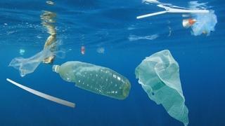 Sićušne morske životinje zbog plastičnog otpada gube volju za razmnožavanjem