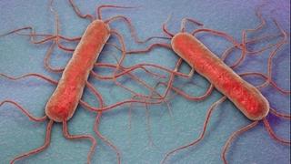 Simptomi trovanja listerijom: Šta je bakterija iz kajmaka zbog koje je petero ljudi umrlo u Austriji