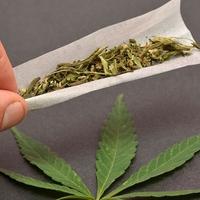 U Posušju otkriven kućni laboratorij za uzgoj marihuane
