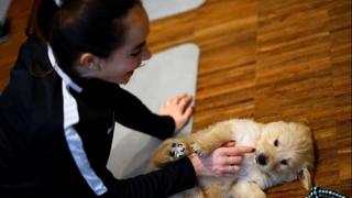 Parižani kombiniraju jogu s maženjem pasa za relaksaciju