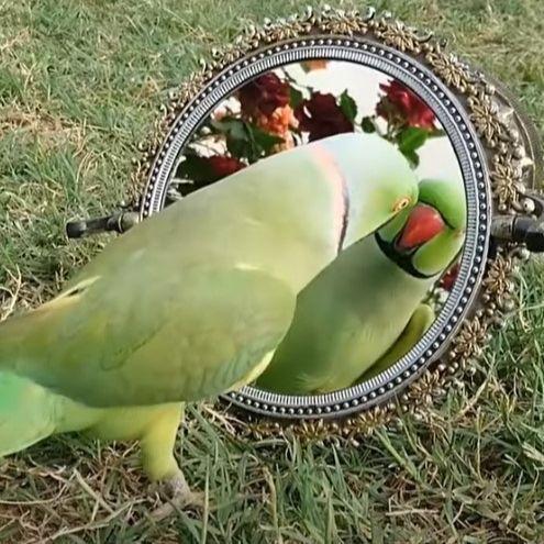 Zašto je ogledalo važno za ptice