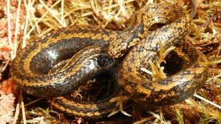 U Peruu otkrivena nova vrsta zmije: Nazvana po Harisonu Fordu