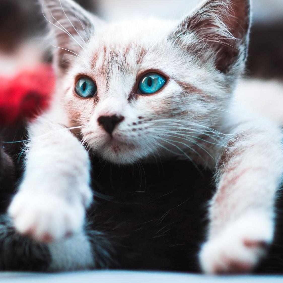 I mačke mogu imati akne: Kako ih prepoznati 