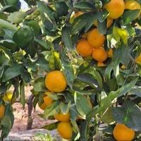 Federalna sanitarna inspekcija zabranila uvoz mandarina iz Hrvatske zbog pesticida