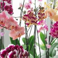 Koju boju orhideje izabrati za dragu osobu, a koju za poslovnog partnera ili useljenje