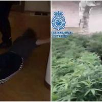 Evo kako je španska policija hapsila članove balkanskog kartela: Zaplijenjeno više od 37.000 stabljika marihuane