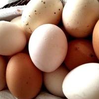 Proizvodnja jaja i njihov izvoz iz BiH u porastu
