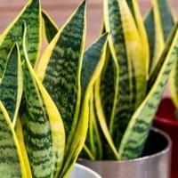 Ako nemate klima-uređaj, ova biljka može vam pomoći da snizite temperaturu u stanu 