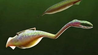 Naučnici riješili misteriju čudnog bića od prije 300 miliona godina