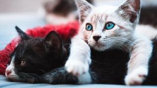 I mačke mogu imati akne: Kako ih prepoznati 