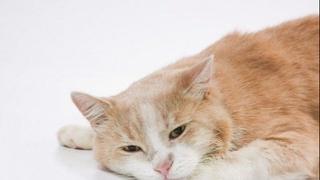Zašto mačka povraća hranu: Evo kada se trebate obratiti veterinaru