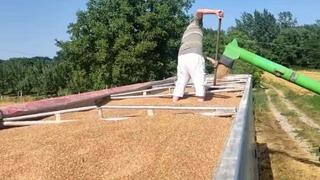 Na području Brčko distrikta BiH prinos pšenice jako loš, kukuruz dobro napreduje