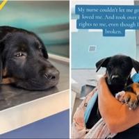 Doveli štene kod veterinara da ga uspavaju, ali medicinska sestra je imala drugi plan