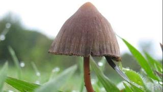 Sedam nuspojava “čarobnih gljiva”