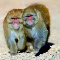 Muški majmuni češće imaju seks s drugim mužjacima nego sa ženkama