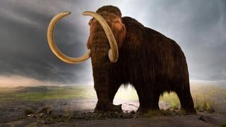 Ogromna vilica mamuta stara barem 10.000 godina izvađena iz rijeke u Floridi