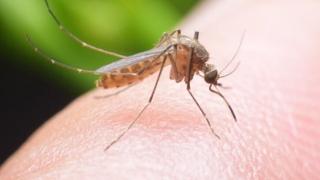 Komarci najviše vole ovu krvnu grupu, a privlače ih još neke stvari