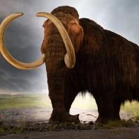 Ogromna vilica mamuta stara barem 10.000 godina izvađena iz rijeke u Floridi