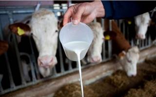Farme se gase, građanima litar postaje preskup: Ko podiže cijenu mlijeka