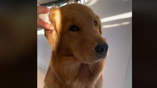 Snimak psa dok mu vlasnica čisti uši oduševio više od milion ljudi: Nevjerovatna reakcija
