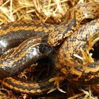 U Peruu otkrivena nova vrsta zmije: Nazvana po Harisonu Fordu