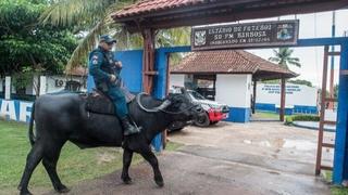 Na ovom brazilskom otoku policija patrolira bivolima
