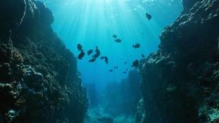 U dubokom okeanskom mraku živi veliki broj organizama