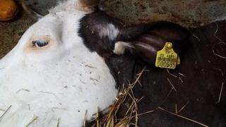 Struja ubila sedam krava kod Prijedora, telad bez kapi mlijeka