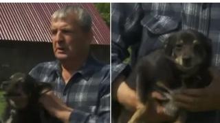 Ovog malenog psa su optužili da je pojeo 100 glavica kupusa: Morala reagirati i policija