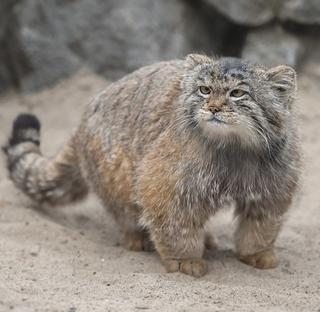 Rijetka vrsta mačke otkrivena na najvišoj planini na svijetu