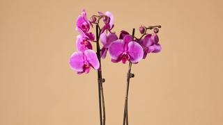 Sačuvajte orhideju tokom zime