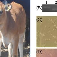 Segment čovjekovog DNK ubačen u embrione: Rođena krava koja daje mlijeko s ljudskim inzulinom