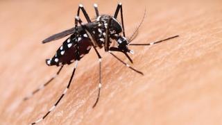 Kako se riješiti komaraca: Pet laganih i prirodnih trikova