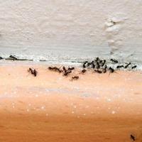 Ne možete se riješiti mrava u kući: U vodu za brisanje podova dodajte ovaj začin