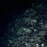 Istraživači pratili rakove po dnu mora: Odveli su ih do nevjerovatnog mjesta