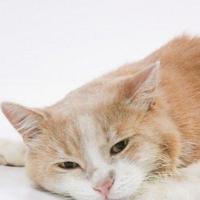 Zašto mačka povraća hranu: Evo kada se trebate obratiti veterinaru