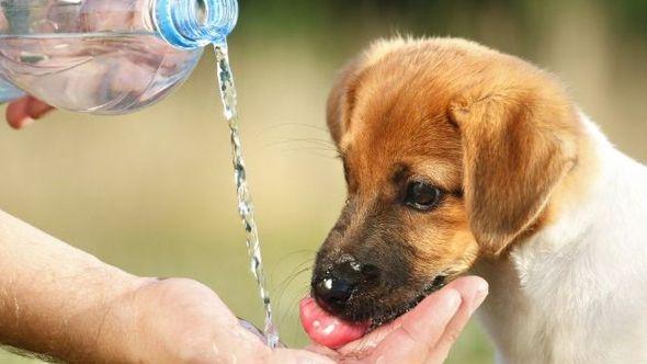 Dehidracija se dešava kada pas izgubi više tečnosti nego što je unese - Avaz